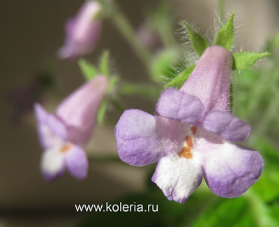  verticillata (ehrenbergii) (,  4)