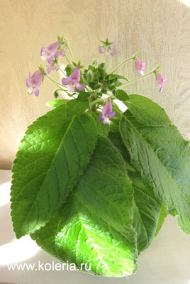  verticillata (ehrenbergii) (,  1)