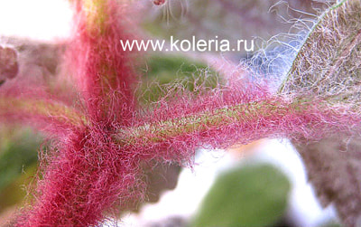  Wooly Morrion (,  1)