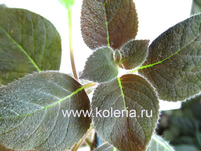  amabilis var. bogotensis (,  2)