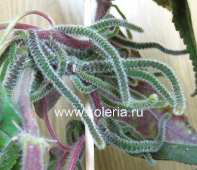  Birka (,  )