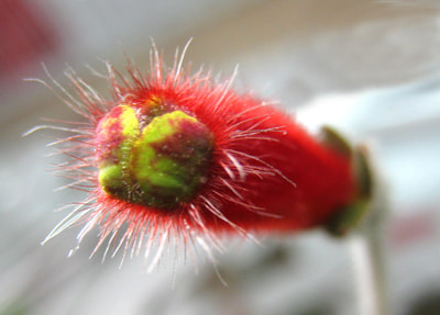  Brimstone (, )