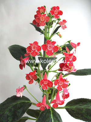  Clytie (,  1)