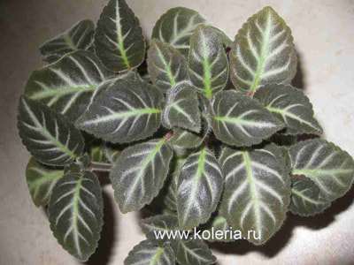  lindeniana (,  1)