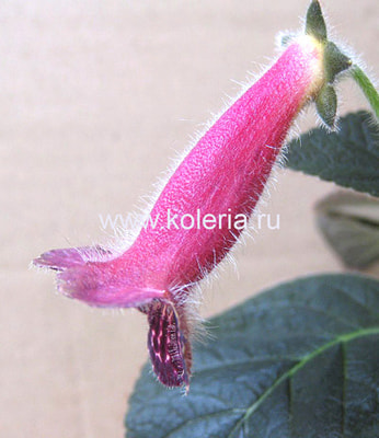  MM's Dora (,  1)