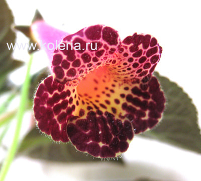  MM's Dora (,  3)