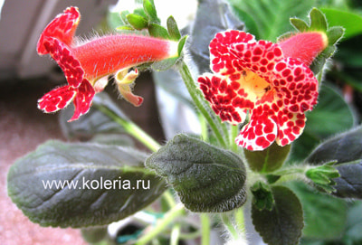  MM`s Zubejda (,  2)