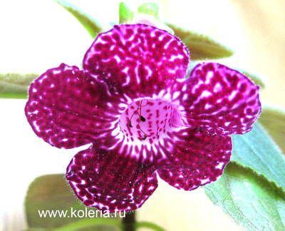  Pendulina (,  2)
