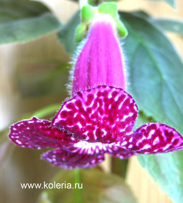  Pendulina (,  1)