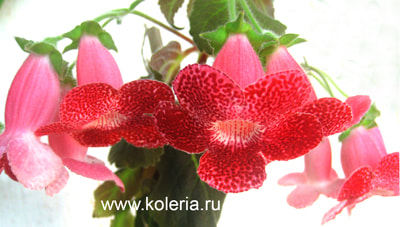  Sciadotydaea (,  2)