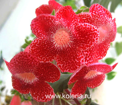  Sciadotydaea (,  1)