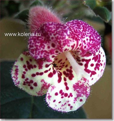  SRG's Andalusia (,  5)
