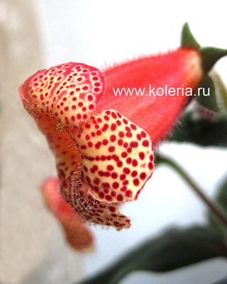  SRG's Citronella (,  4)