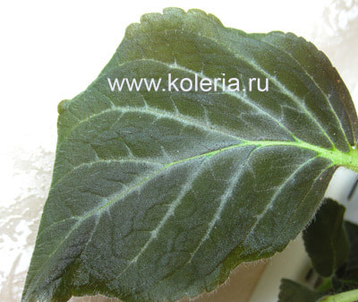  MM's Alena (,  1)