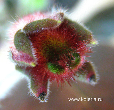  Yf&#180;s Soli (,  2)
