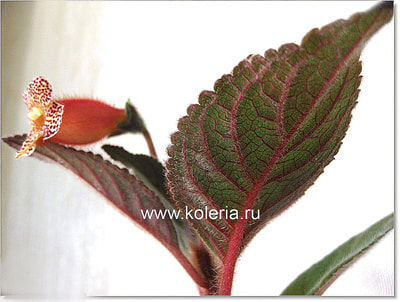  Yf's Ossia (,  1)