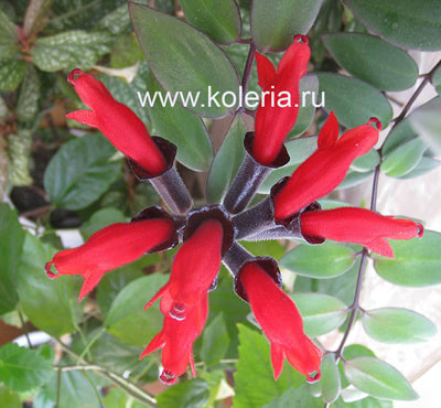  lobbianus variegated (,  2)