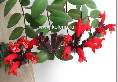  lobbianus variegated (,  3)