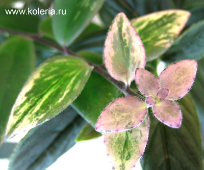  lobbianus variegated (,  1)