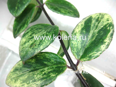  lobbianus variegated (,  5)