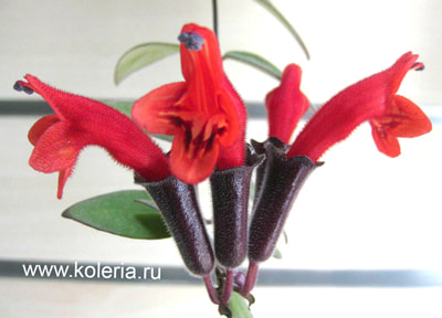  lobbianus variegated (,  4)