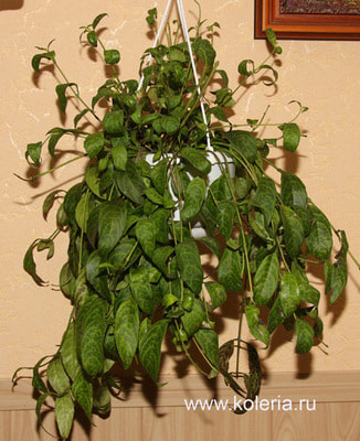  marmoratus (,  1)