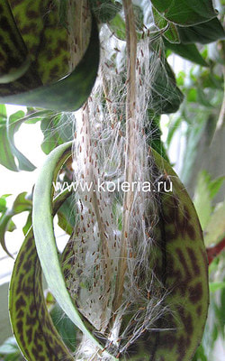  marmoratus (, )