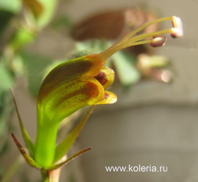  marmoratus (,  3)
