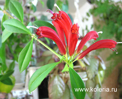  micranthus (,  3)