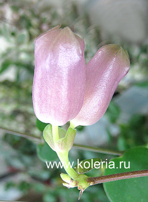  Thai Pink (,  5)
