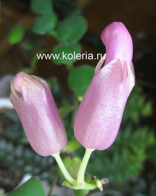  Thai Pink (,  6)