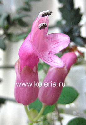  Thai Pink (,  7)