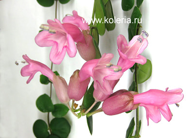  Thai Pink (,  1)