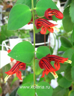  tricolor (,  5)