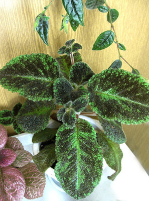  Emerald Velvet ( ) (,  1)
