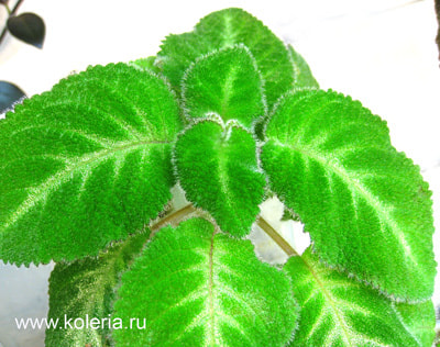  lilacine Viridis (,  3)