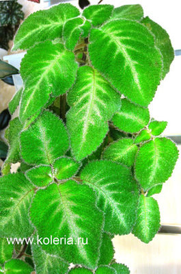 lilacine Viridis (,  1)