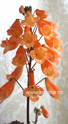  Capistrano (,  2)