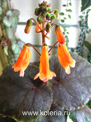  Capistrano (,  3)