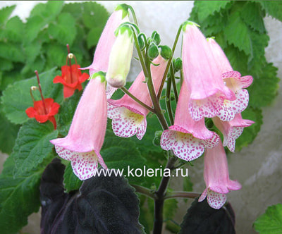  Early Spring (,  1)