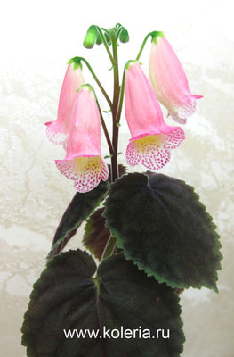  Early Spring (,  2)