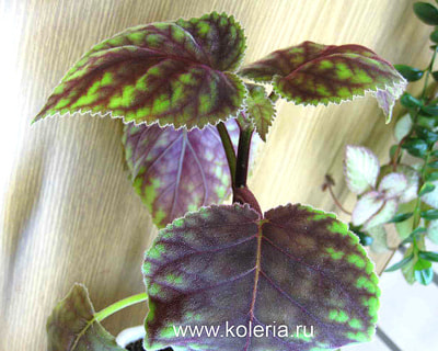  HCY`s Winter Glory (,  1)