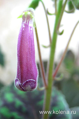  HCY`s Winter Glory (,  2)