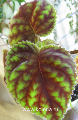  HCY`s Winter Glory (,  3)