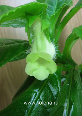  barbata 'Jomar' (,  2)