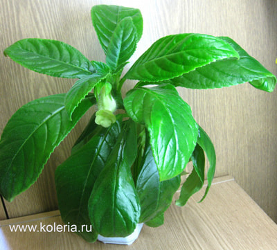  barbata 'Jomar' (,  1)