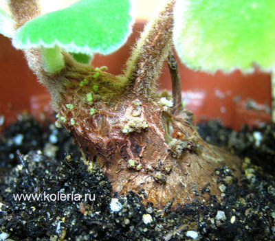  bulbosa (,  1)