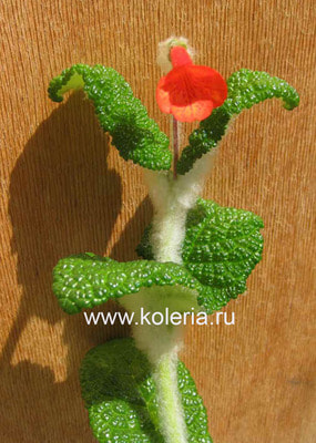  bullata (,  4)