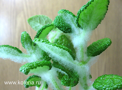  bullata (,  1)