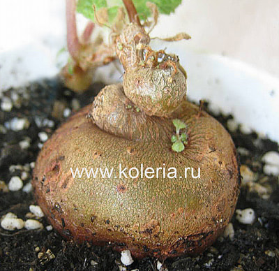  bullata (,  7)